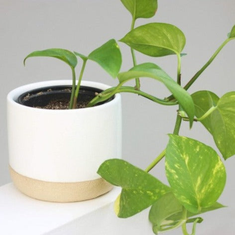 Ceramic Planter Pot White on Beige - 5