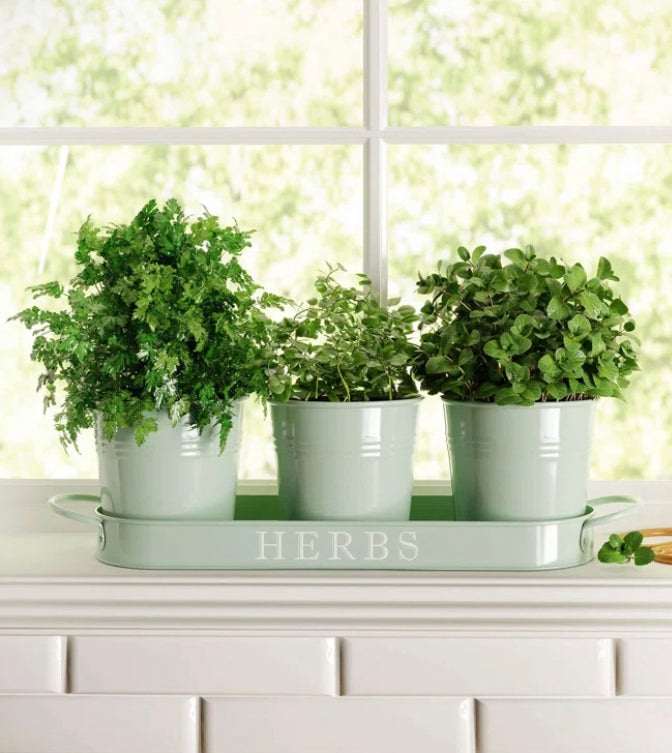 Herb Planter - Mint